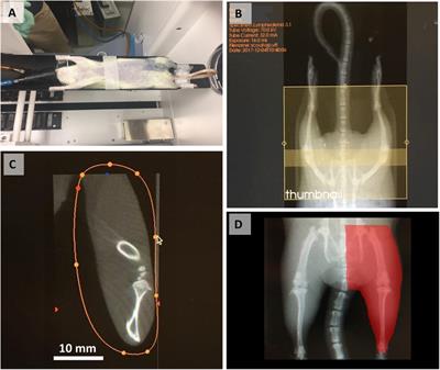 Development of a rat model of lymphedema and the implantation of a collagen-based medical device for therapeutic intervention